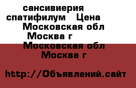 сансивиерия......  спатифилум › Цена ­ 250 - Московская обл., Москва г.  »    . Московская обл.,Москва г.